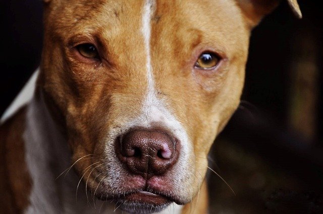 renovar licencia animales peligrosos tenerife
